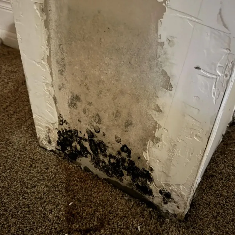 Professional Mold Removal in Helena, AR